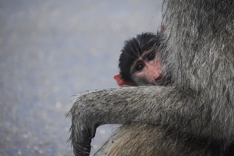 BABOONS OP-ED: Cape Town risks ‘monument to management failure’ just before municipal elections