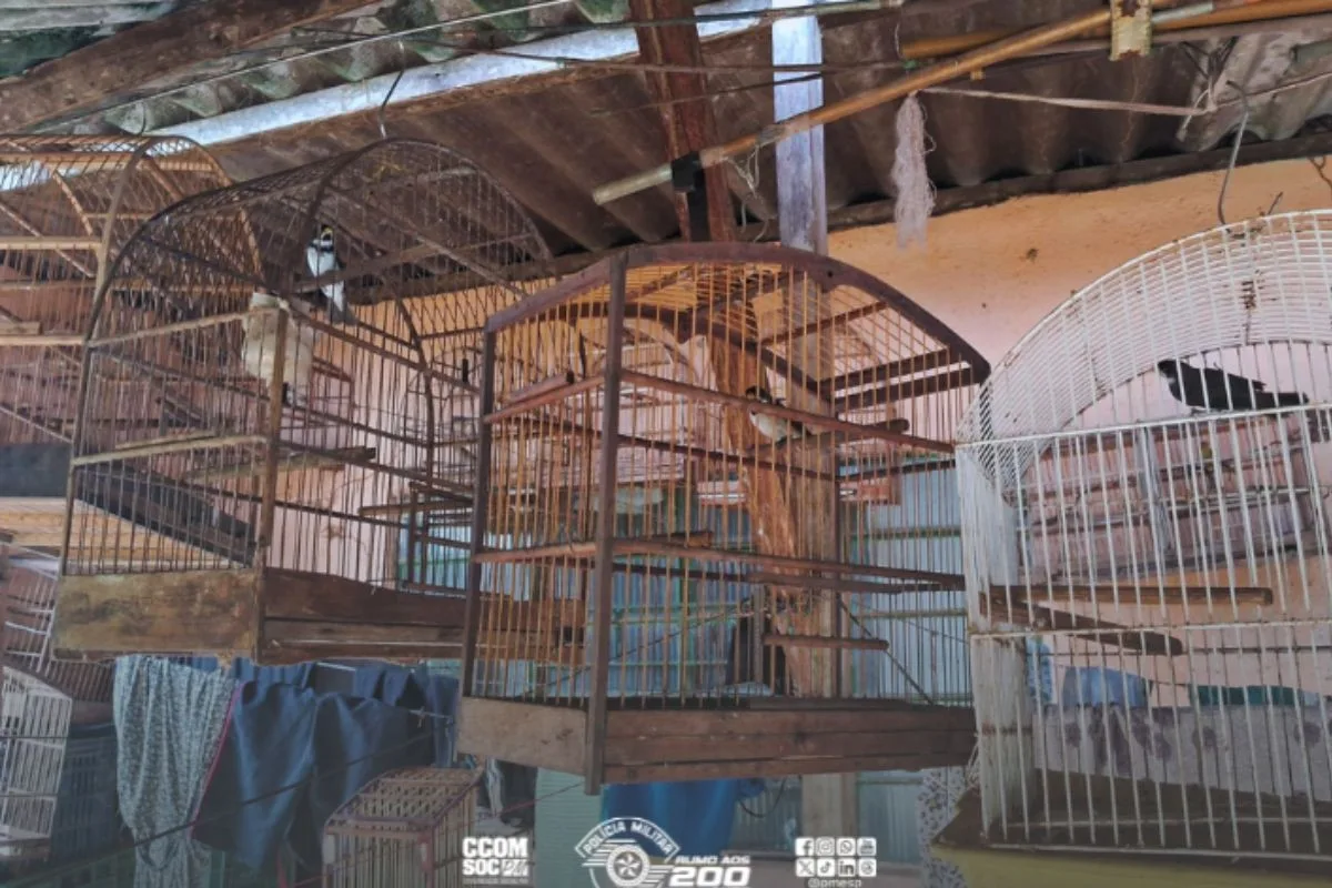Polícia resgata 42 aves mantidas em cativeiro em Registro, SP