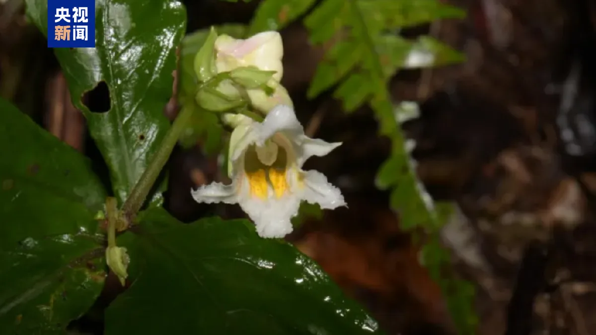 New impatiens species discovered in south China