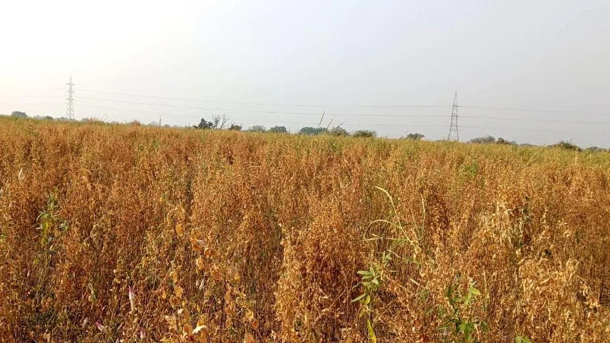Farmer hid ganja plants in middle of red gram crop