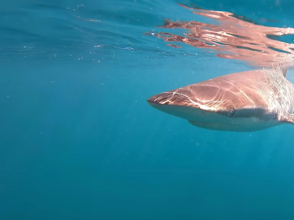 Shark-cage diving in Gansbaai and cold water plunging: what they’re really like
