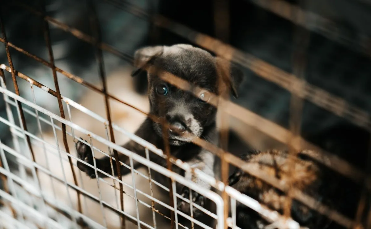 MPPR bloqueia até R$ 1,6 milhão e cumpre nove mandados contra ONG de proteção animal em Campo Largo