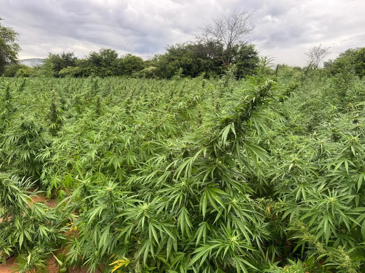 Grupo que plantava maconha tem R$50 milhões presos pela PF