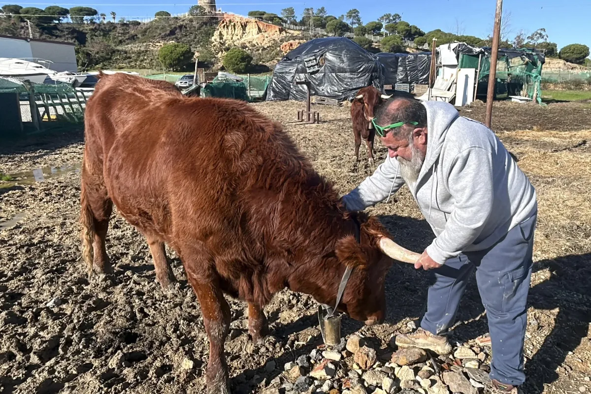 Un vecino de Lepe (Huelva) podrá mantener dos vacas como mascotas mientras va a juicio