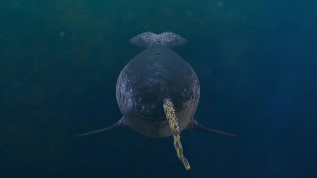Unicórnio do mar: cientistas desvendam mistério do chifre do narval, a única presa reta da natureza – que pode chegar a 3 metros de comprimento