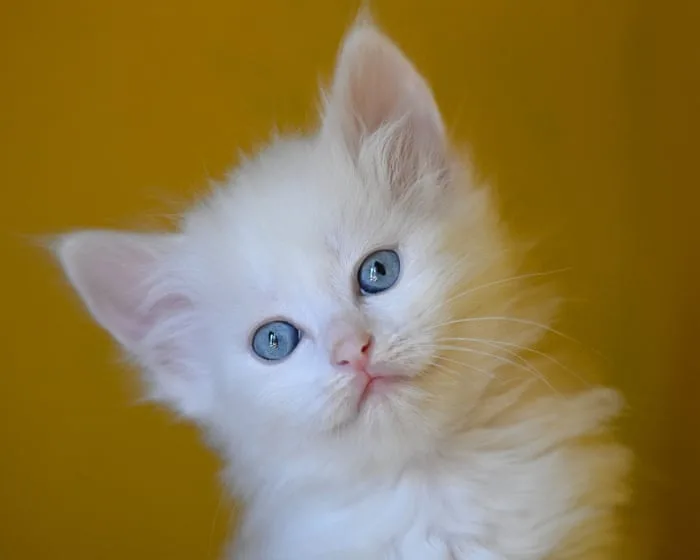 Thursday news quiz: a PM’s nose, a pop star’s clothes, and a kitten with too many toes