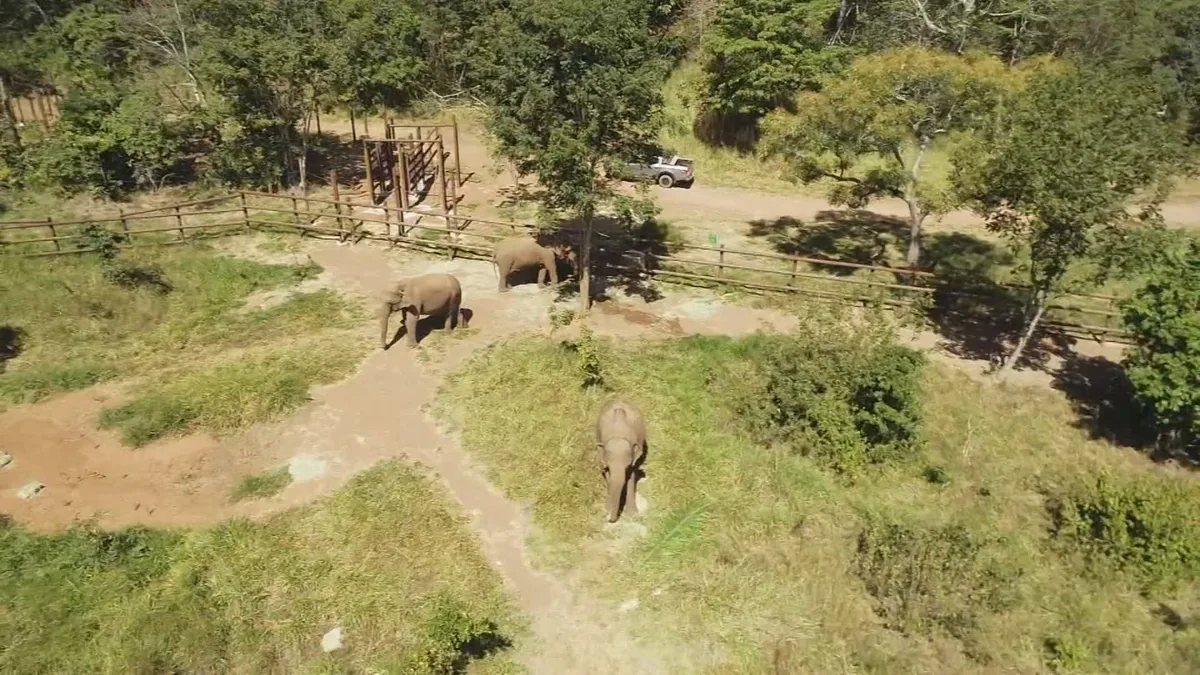 Zoológico de Sorocaba inicia preparativos para transferir elefante Sandro a santuário do MT