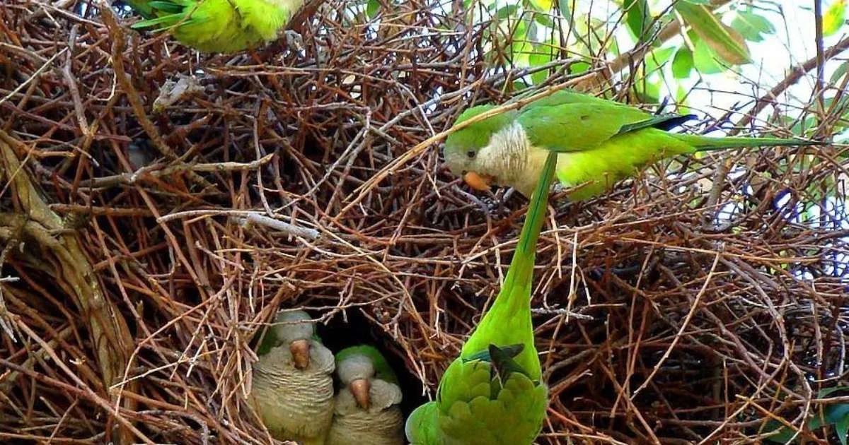 Ninho de caturritas é removido após árvore apresentar risco de queda no Centro Histórico