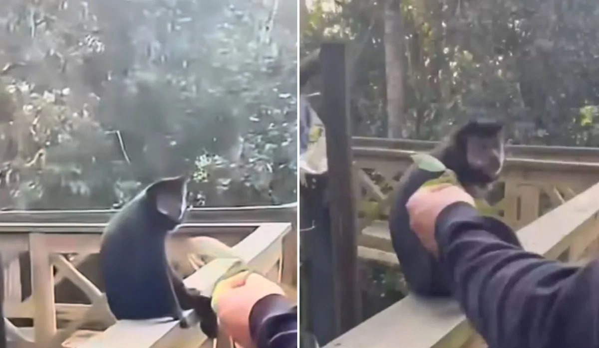 Macaco-prego é agredido com tapa por visitante dentro de parque ecológico