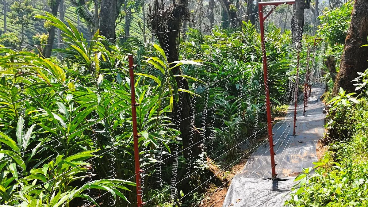 Keralam Forest department removes fences, iron bars blocking movement of wild elephants in Chinnakkanal