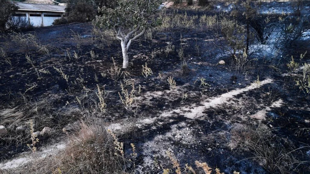 En Algérie, des feux de forêt font deux morts et des blessés dans l'est du pays