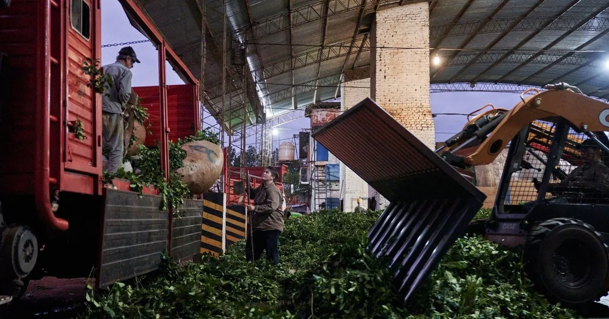 Marcados contraste en la yerba mate: en julio crecieron las exportaciones, pero la producción de hoja verde tuvo una fuerte caída