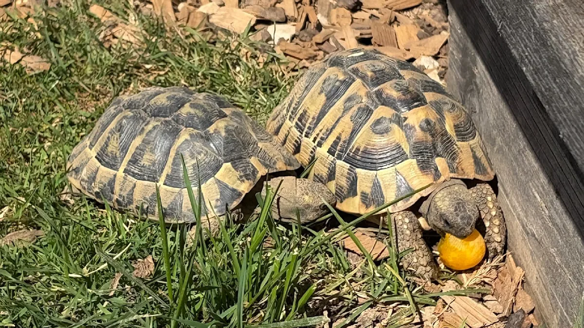 Illegaler Grenzübertritt? - Amt will Ausweise von Schildkröten sehen