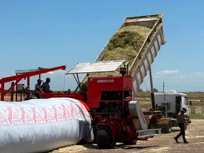 El silaje de maíz: una reserva estratégica para la ganadería moderna