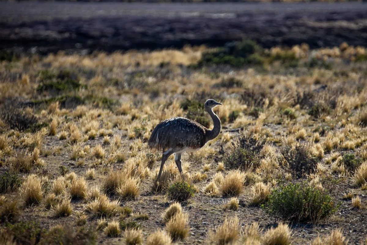 De un patio en Moreno a un bioparque: crió a un ñandú desde que era pichón, pero socorristas debieron rescatarlo después de que se lesionara