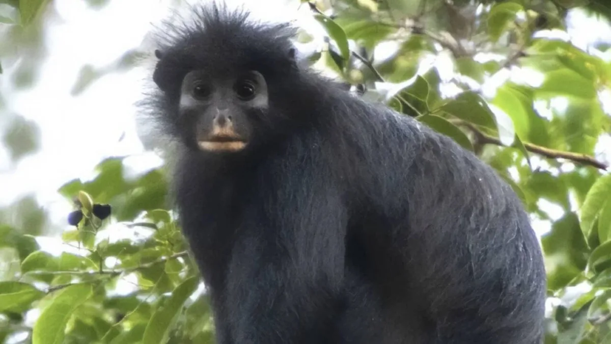 Exploran la selva del Congo y encuentran un mono de labios naranjas que ruge y resopla desconocido para la ciencia