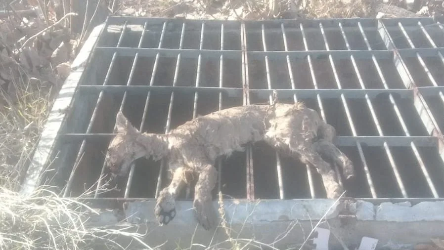 Hallaron sin vida al puma que deambulaba por distintos sectores de Luján de Cuyo tras dos semanas de búsqueda