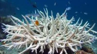 Cientistas jogaram soda cáustica no oceano. Resultados surpreenderam ao mostrar elevação da capacidade de absorver o excesso de CO2