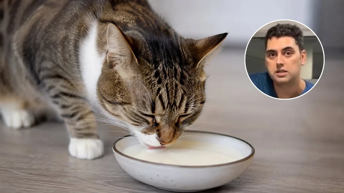 Javier Guaita, veterinario: “Los gatos nunca deberían tomar leche de vaca en ninguna etapa de su vida”