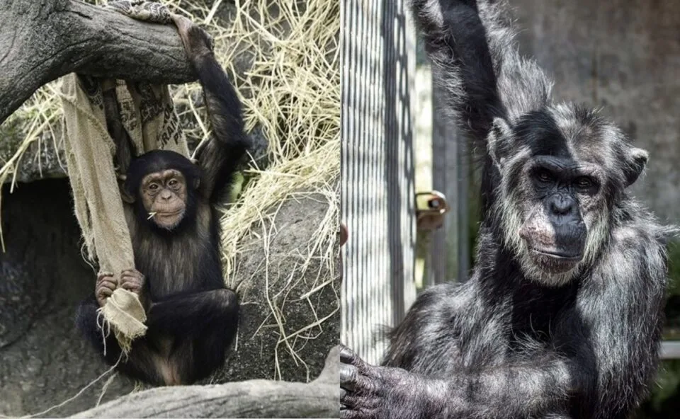 Chimpanzés escapam do recinto em zoológico e provocam correria entre visitantes; veja o vídeo
