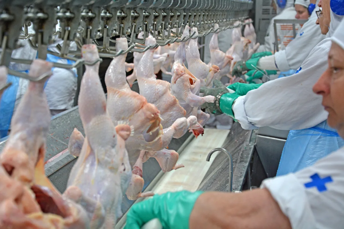 Fim da escala 6×1 vai reduzir a disponibilidade de produtos no setor de aves e suínos, diz ABPA