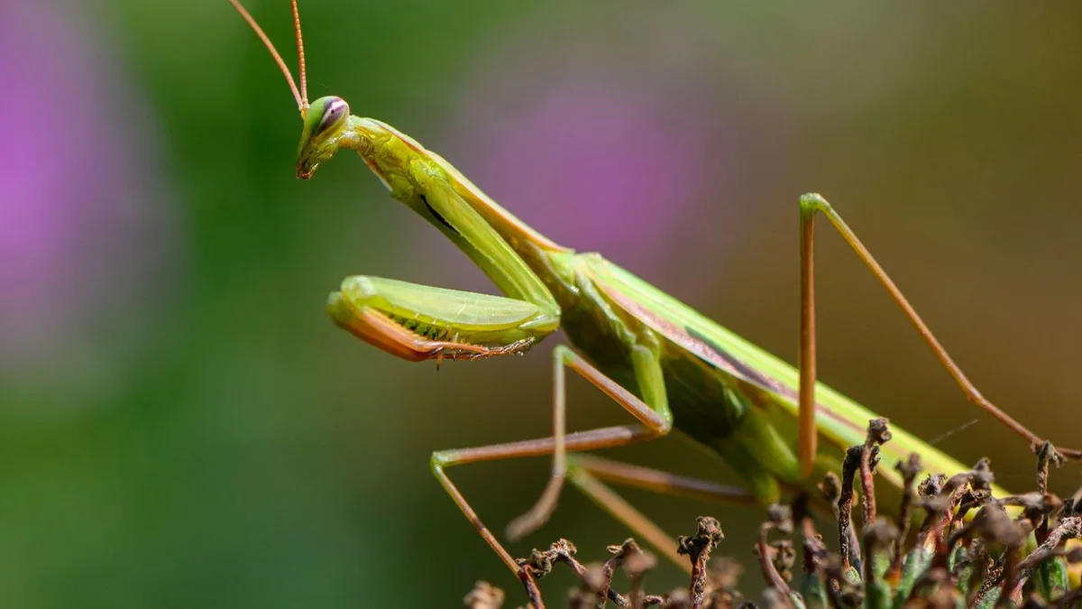 Natur: Sie frisst Männchen - Gottesanbeterin im Norden unterwegs
