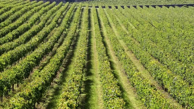 Região dos Vinhos Verdes antecipa vindima e prevê subida da produção