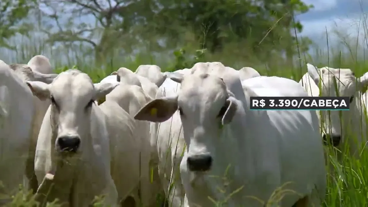 Preço do boi gordo atinge R$ 335 em diversas praças do Brasil