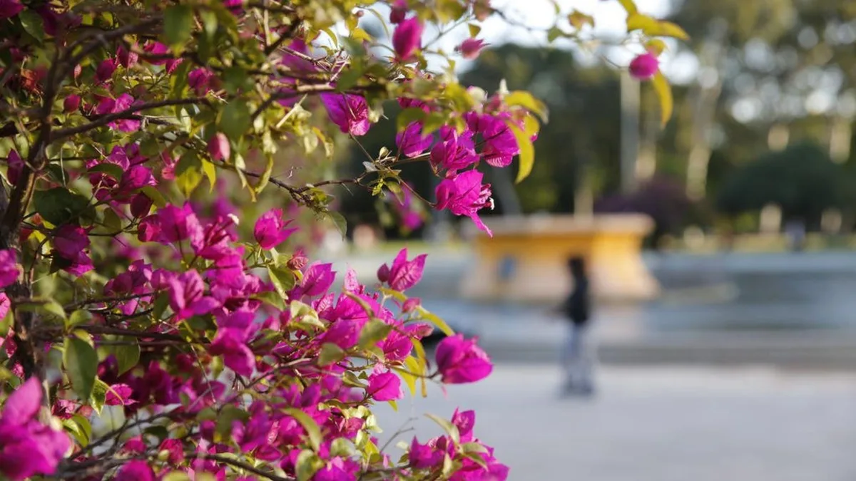 Primavera terá pico de seca e altas temperaturas no interior de Pernambuco