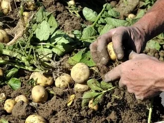 Victimes de la sécheresse, les producteurs de pommes de terre demandent compensation