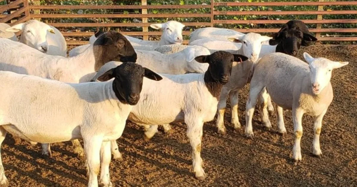 Las exportaciones de carne ovina crecieron un 34% en el primer semestre del año