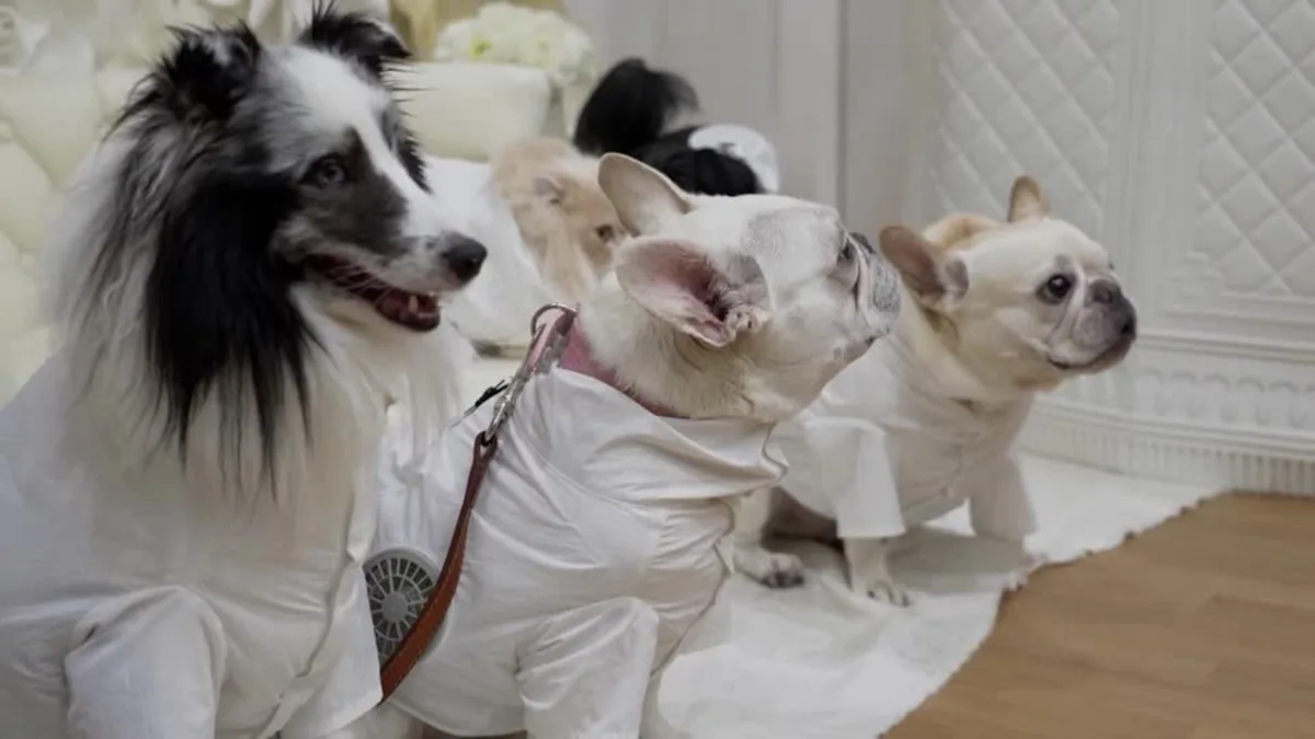 As Japan swelters, pet owners turn to fan-powered cooling suits