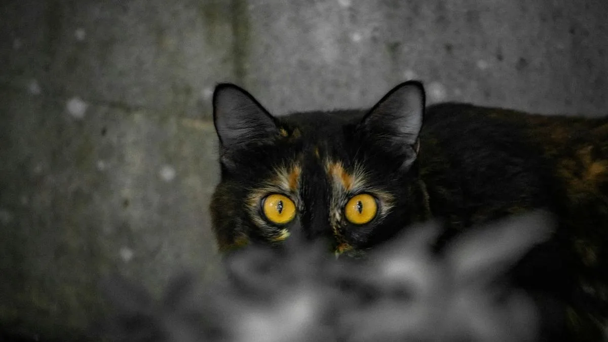 Why cats’ eyes glow at night