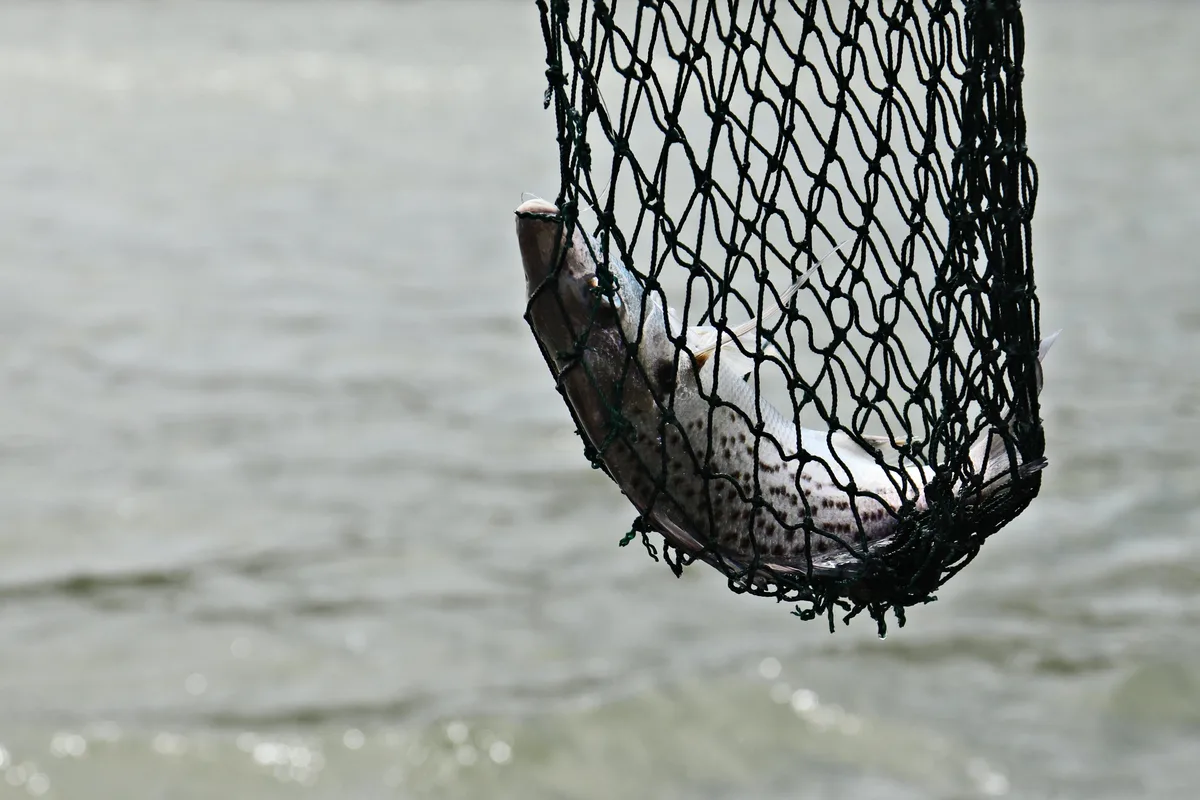Ramos Arizpe analiza endurecer sanciones por pesca ilegal en Presa Palo Blanco