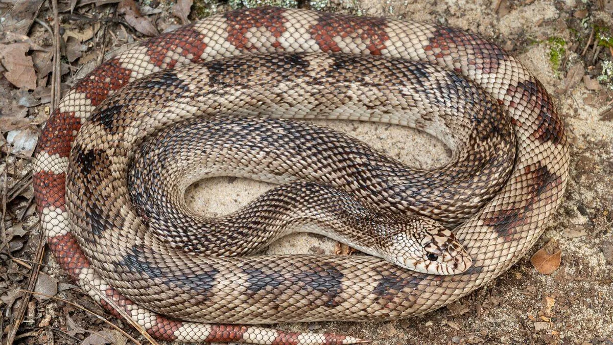 DNA test detects elusive eastern pine snake without finding the animal