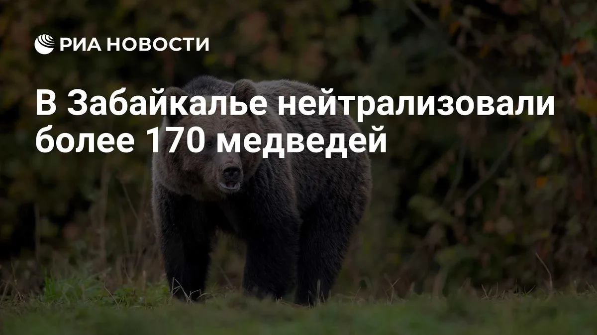 В Забайкалье нейтрализовали более 170 медведей