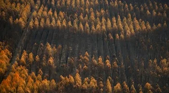 Incêndios florestais na Europa podem aumentar 39% à falta de medidas