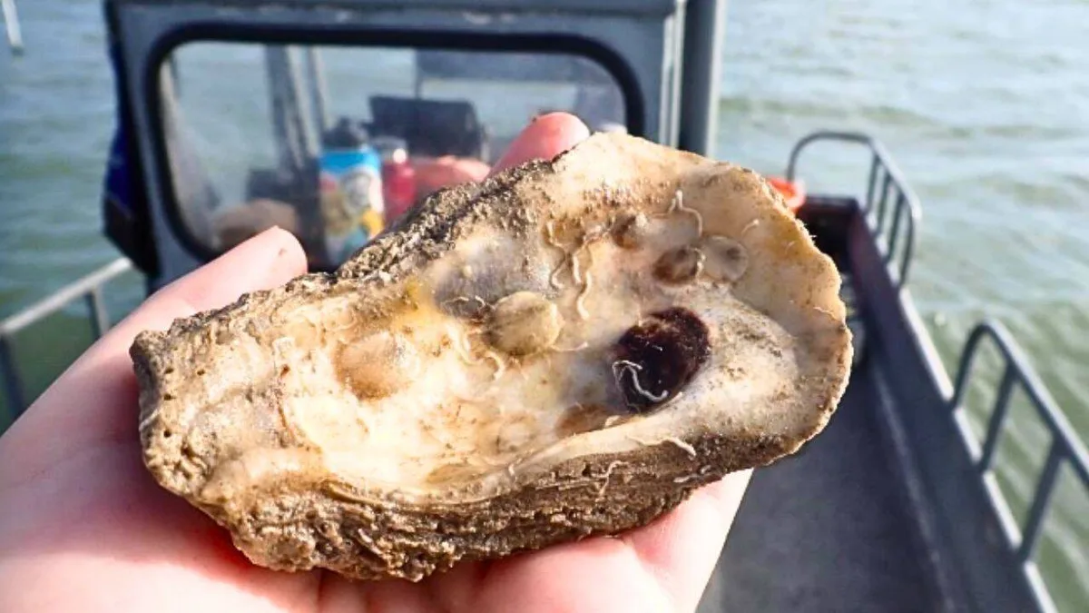 Texas recycled 650,000 pounds of discarded oyster shells to rebuild 4.5 acres of reef