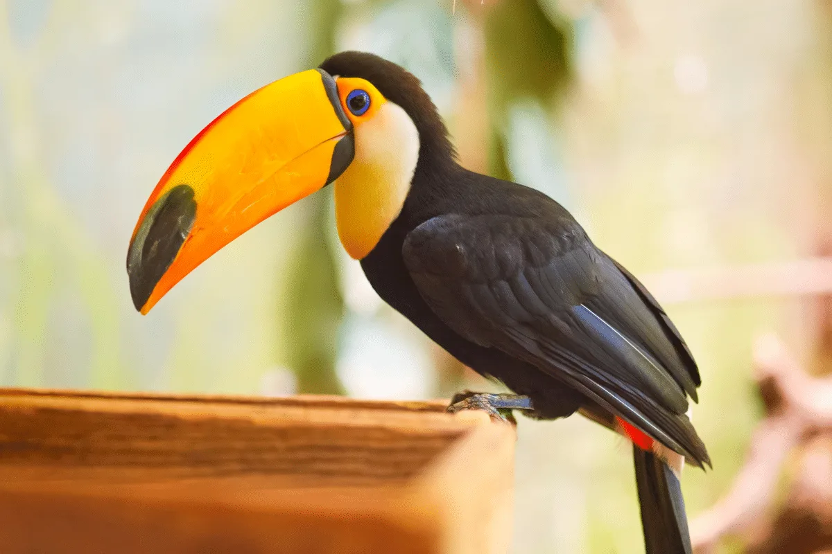 Tucanos: 7 curiosidades sobre essas aves coloridas