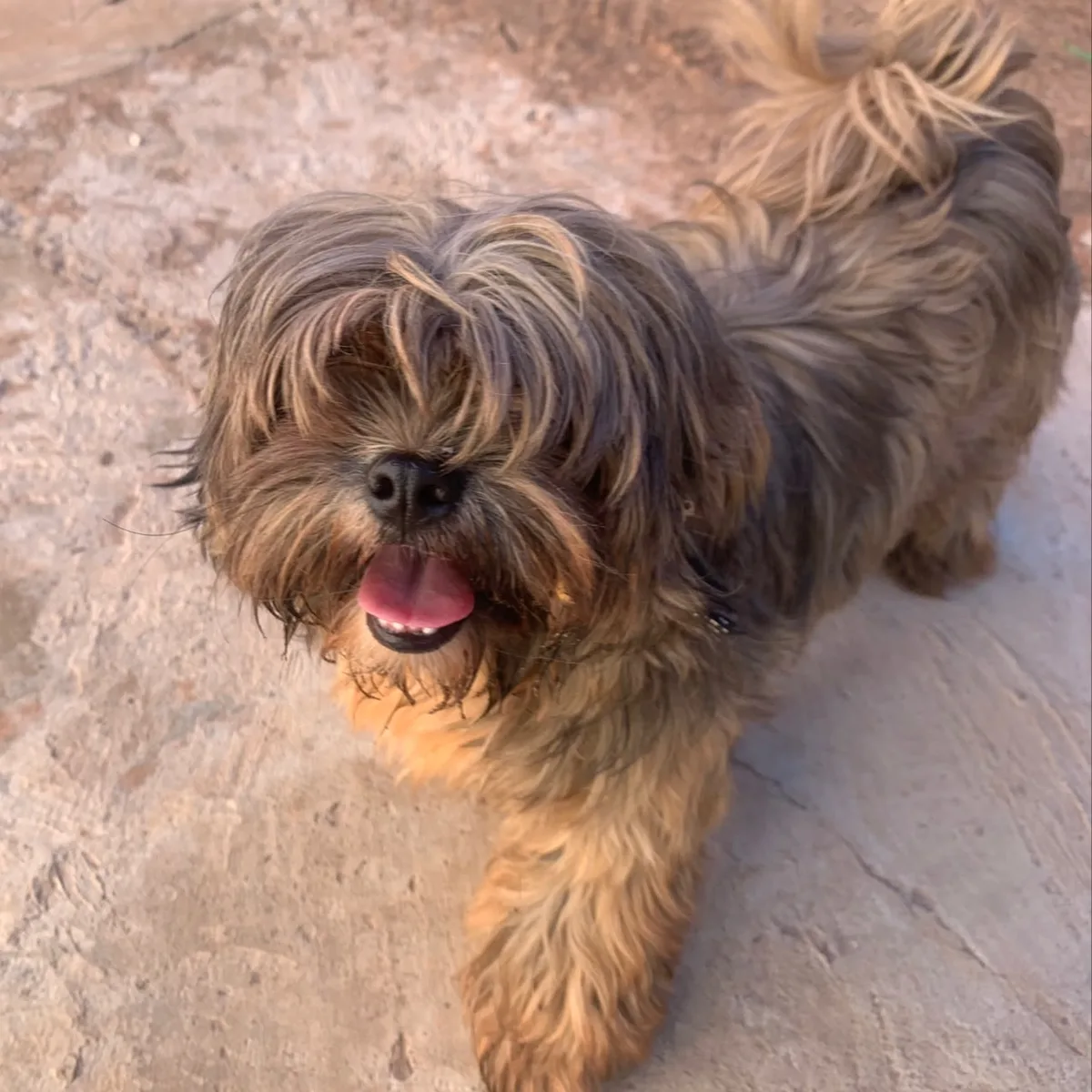 Cachorro é acolhido, mas foge e continua à procura do dono no Parati