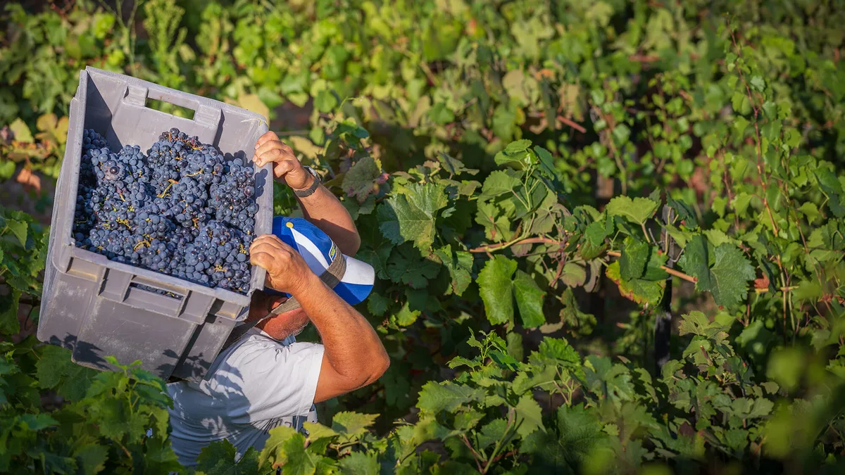 Douro recebe apoio de 12 milhões de euros por uvas não vendidas