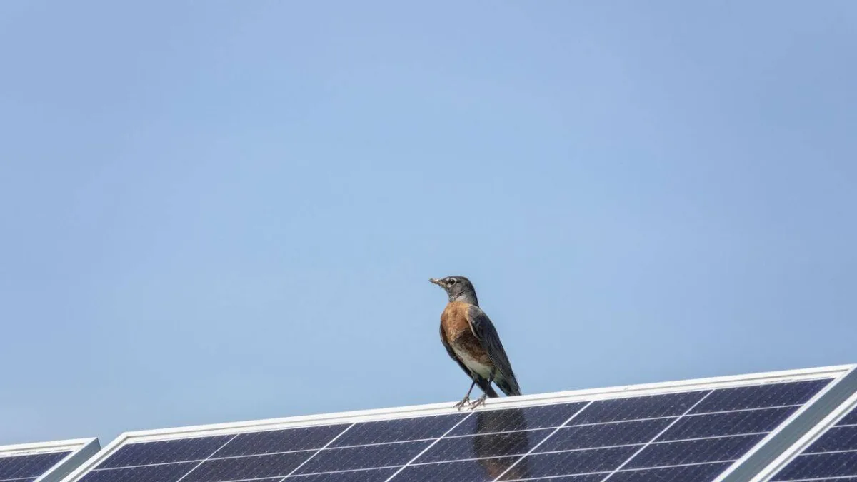 AI cameras watched birds for 17,000 hours at solar farms with no collisions