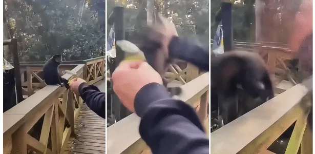 Macaco-prego é agredido com tapa por visitante em parque ecológico de SC