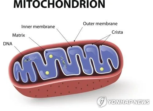 [의사 엄융의의 K-건강법] 아버지에게서 오지 않는 유전자