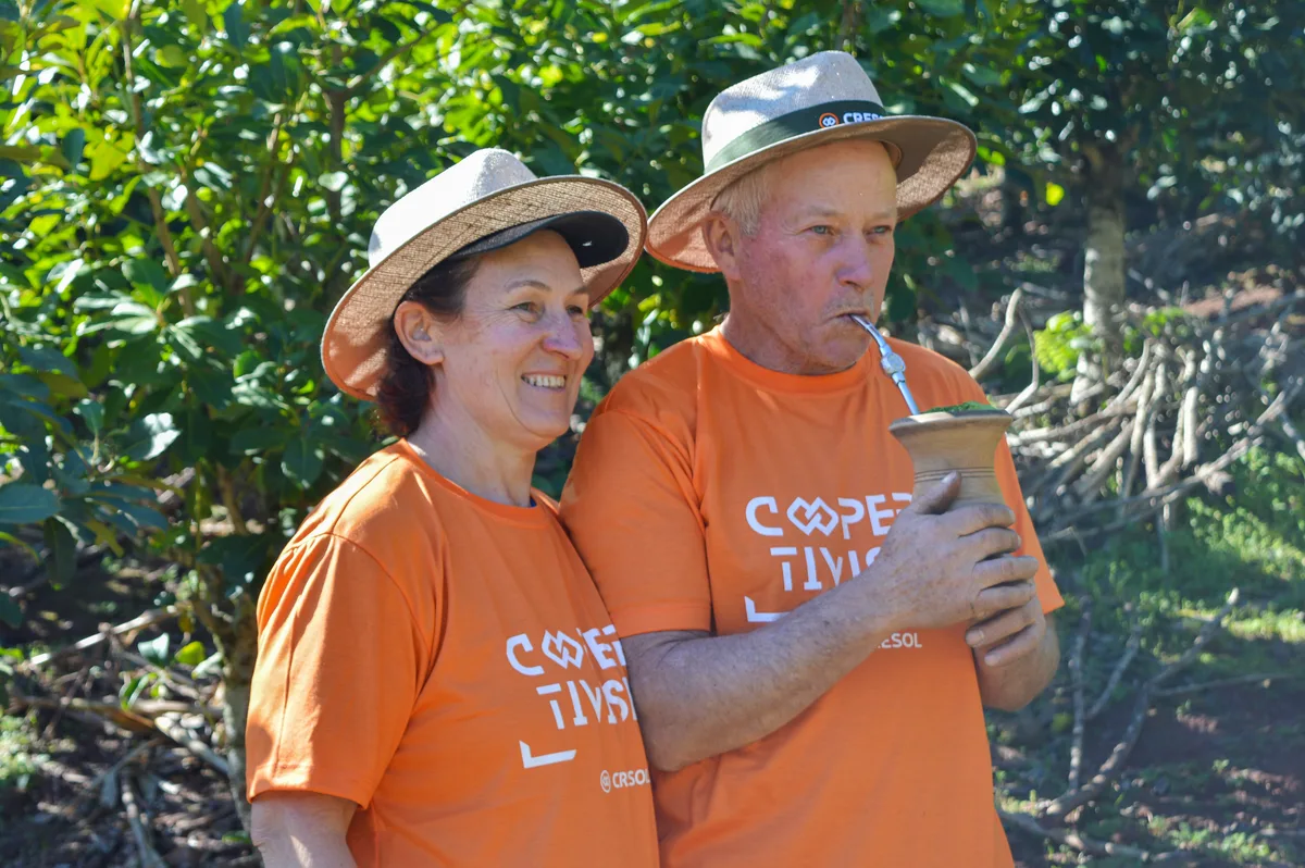 Cultivo de erva-mate une trabalho e tradição em família