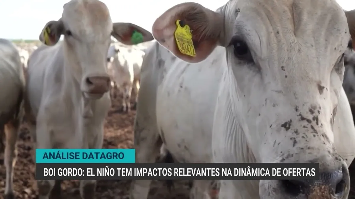 El Niño e seus impactos na oferta de boi gordo no Brasil
