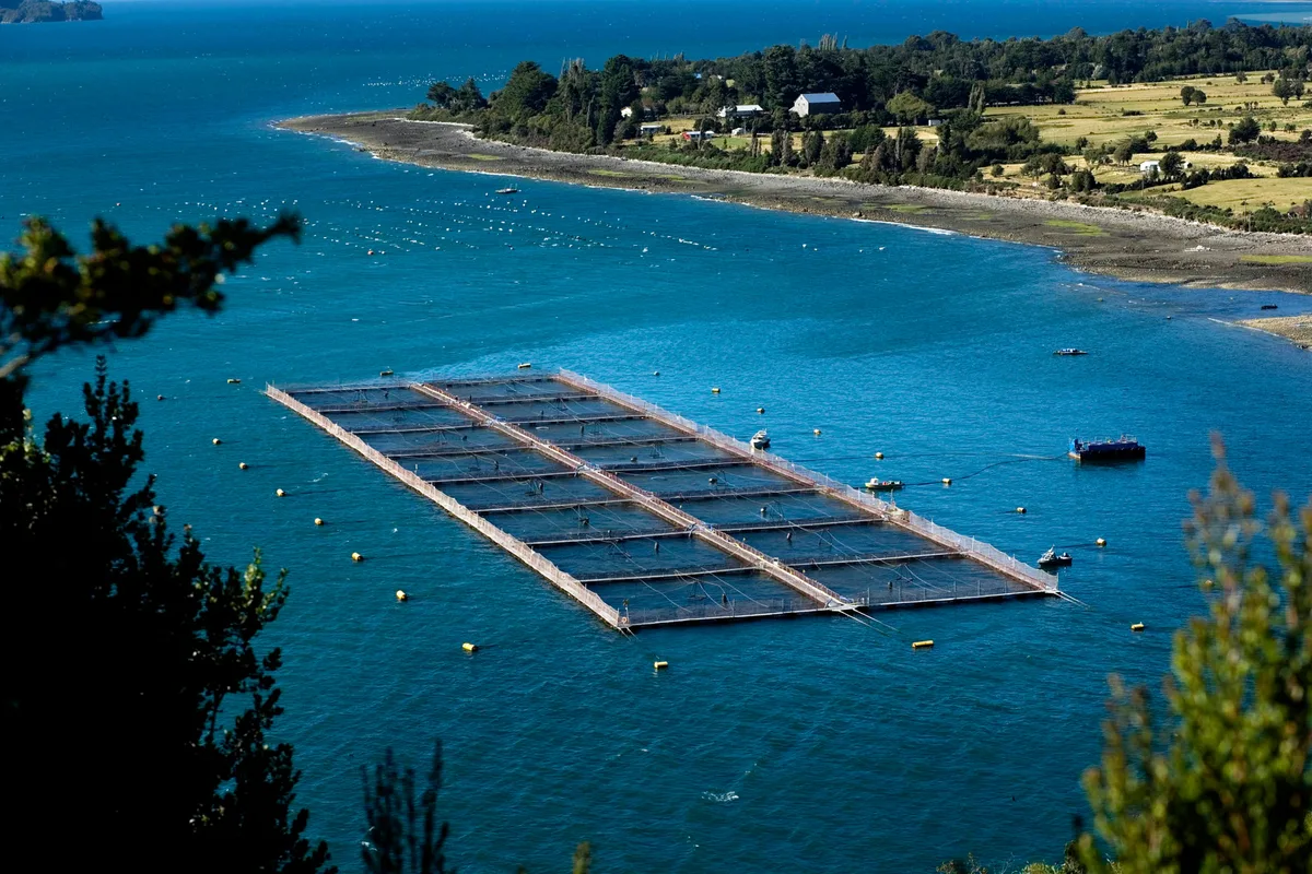 Negocio con futuro: Chile le compró a una pyme argentina un importante subproducto para hacer un alimento para salmones