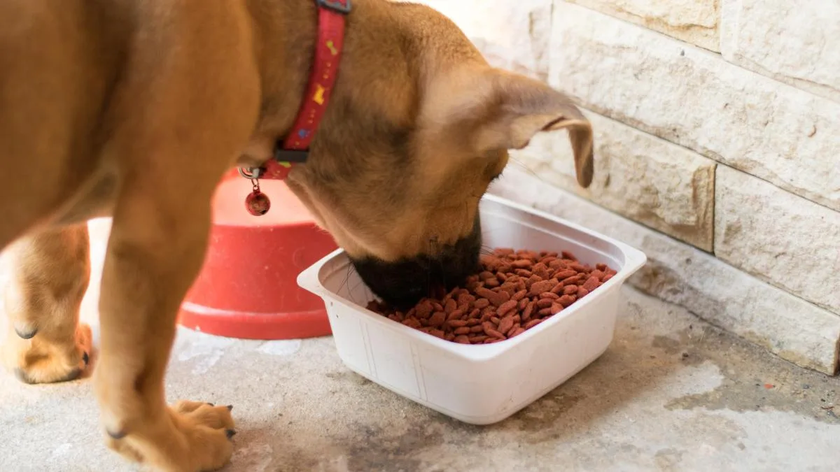 ¿Es mejor dar comida natural o pienso a los perros?