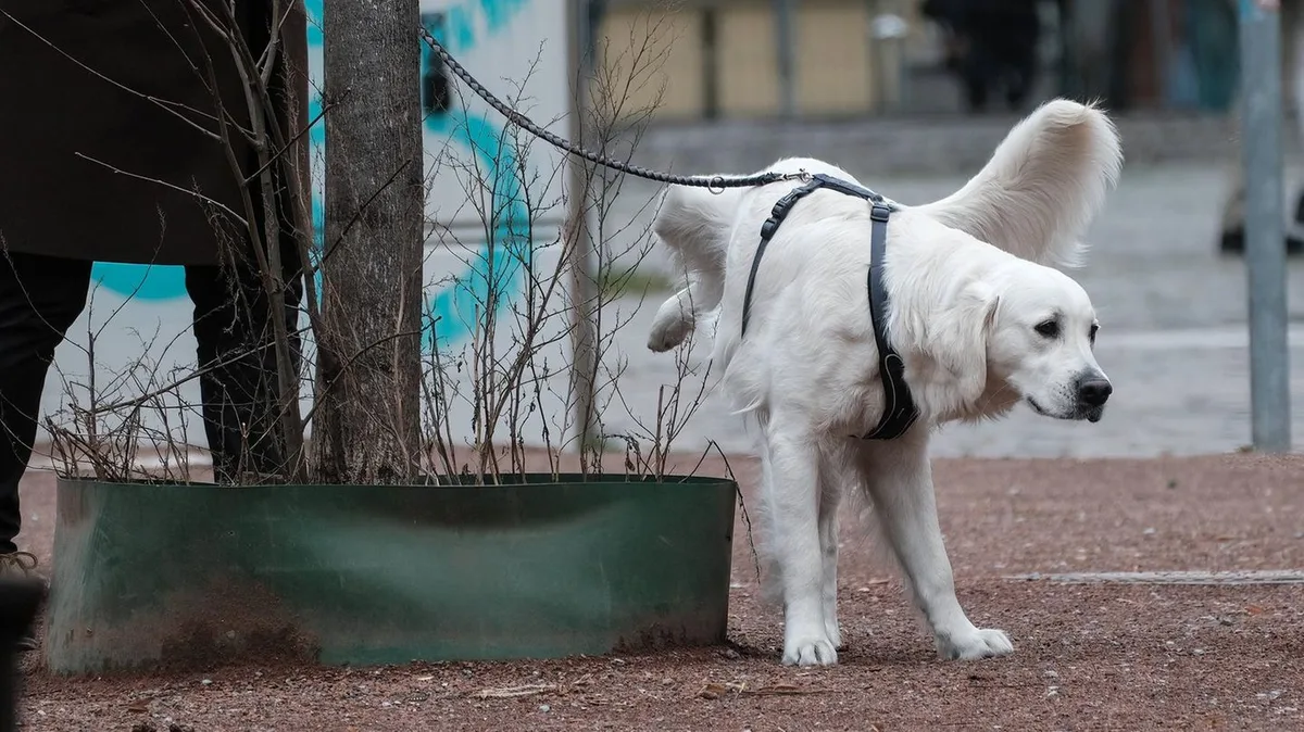 „Flascherl fürs Lackerl“: Initiative will Bäume in Wien vor Hundeurin schützen