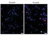 Your brain 'changes gear' TWICE in your life - once at age 24, and again at 60, study finds